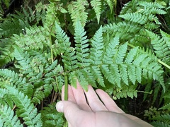 Dryopteris expansa
