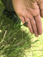 Commius elegans