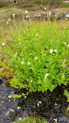 Epilobium luteum