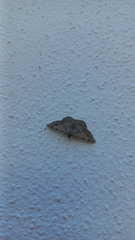 Frederickia nigricomma