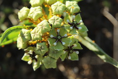Asclepias asperula