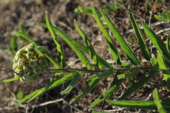Asclepias asperula