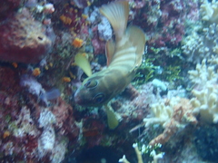 Epinephelus fasciatus