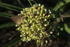 Asclepias asperula