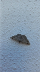 Frederickia nigricomma