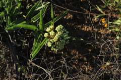 Asclepias asperula