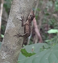 Anolis rodriguezii
