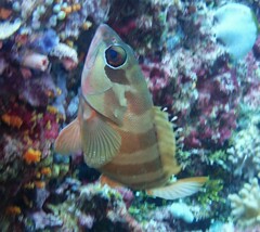Epinephelus fasciatus