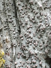 Lecanactis subfarinosa