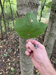 Acer nigrum