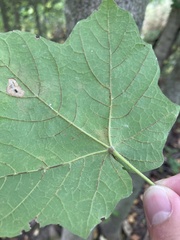 Acer nigrum