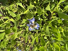 Scaevola calendulacea