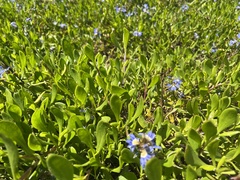 Scaevola calendulacea