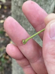 Acer nigrum
