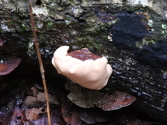 Trichoderma peltatum