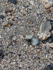 Dasymutilla sackenii