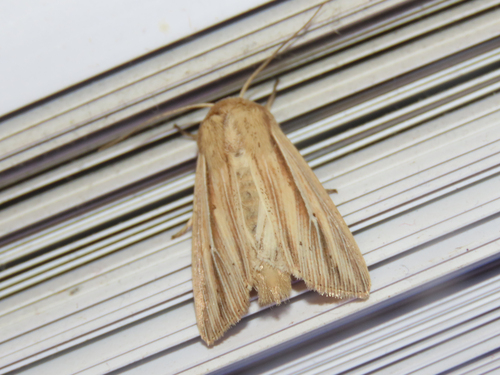 Many-lined Wainscot photo 4