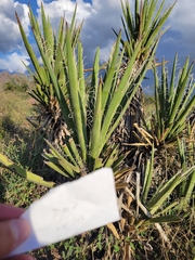 Yucca faxoniana