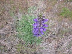 Lupinus sericeus