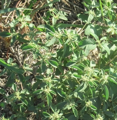 Croton monanthogynus