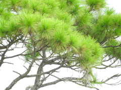 Pinus elliottii