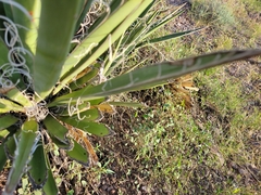 Yucca faxoniana