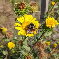 Bombus vancouverensis vancouverensis