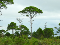 Pinus elliottii