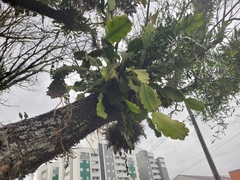 Rhipsalis pachyptera