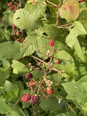 Rubus adenotrichos