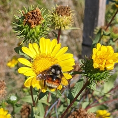 Bombus vancouverensis vancouverensis