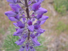 Lupinus sericeus