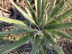 Yucca faxoniana