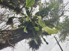 Rhipsalis pachyptera