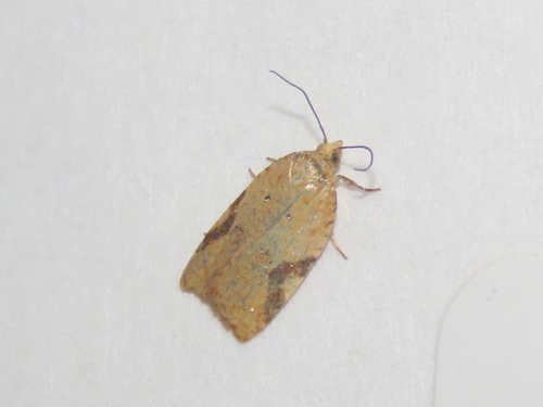 Acleris cervinana photo 4