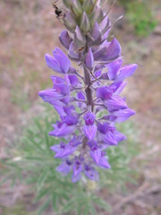 Lupinus sericeus