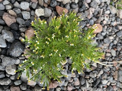 Tagetes filifolia