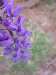 Lupinus sericeus