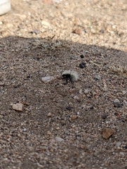 Dasymutilla sackenii