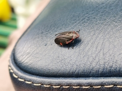 Prosapia ignifera