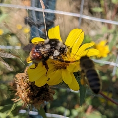 Bombus vancouverensis vancouverensis