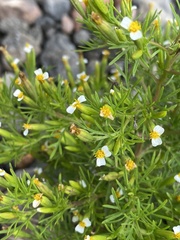 Tagetes filifolia