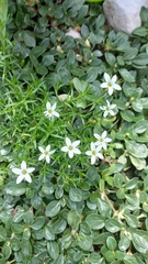 Arenaria lanuginosa