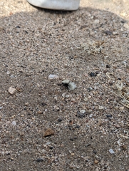 Dasymutilla sackenii