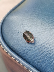 Prosapia ignifera