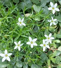 Arenaria lanuginosa