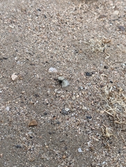 Dasymutilla sackenii