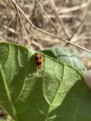 Aulacophora hilaris