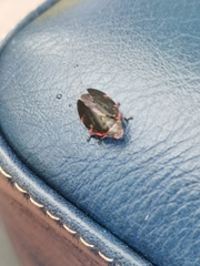 Prosapia ignifera