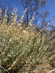 Malacothamnus orbiculatus